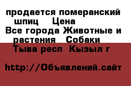 продается померанский шпиц  › Цена ­ 35 000 - Все города Животные и растения » Собаки   . Тыва респ.,Кызыл г.